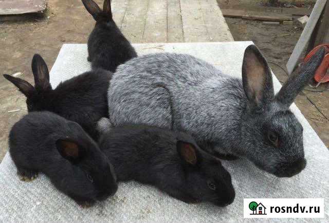 Кролики Краснодар - изображение 1