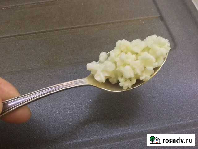 Молочный (Кефирный) гриб Одинцово - изображение 1