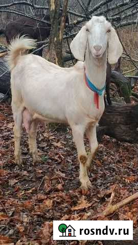 Камори 50 дойные козы Москва - изображение 1