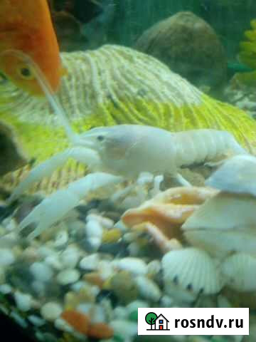 Флоридские раки Салехард - изображение 1