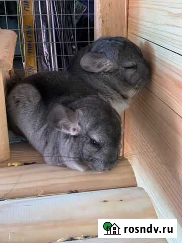 Шиншиллы Мценск - изображение 1