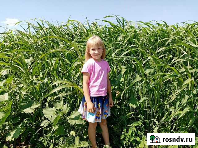 Сено В тюках Светлый - изображение 1