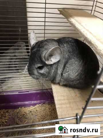 Шиншилла Санкт-Петербург - изображение 1