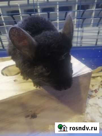 Шиншиллы Копейск - изображение 1