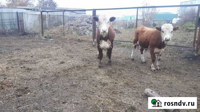 Телята герефорды симменталы Альметьевск - изображение 1