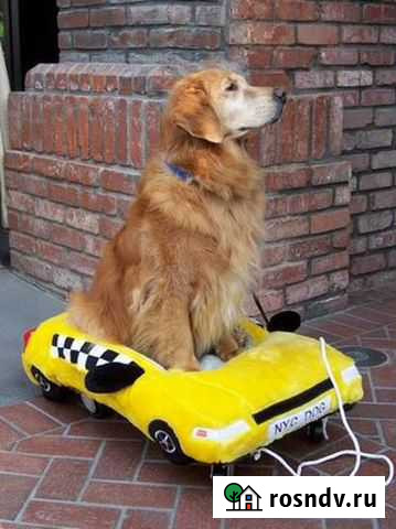 Зоотакси Иваново - изображение 1