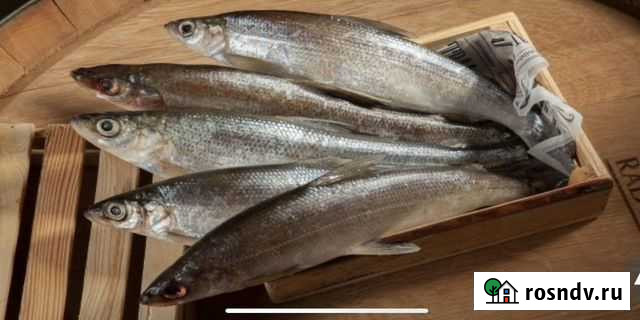 Рыба Ряпушка Сургут - изображение 1