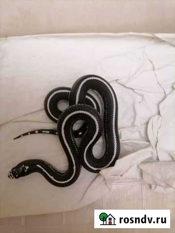 Змеи королевские Краснодар - изображение 1