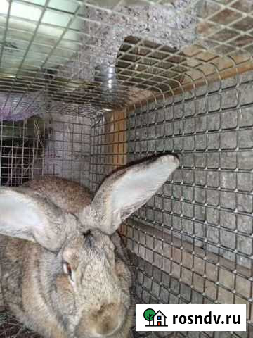 Кролики различных пород Новодмитриевская - изображение 1