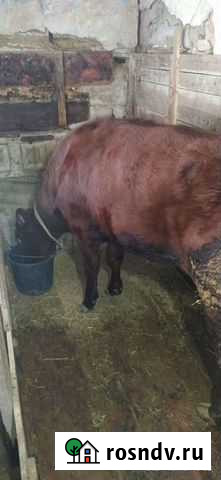 Телка Варениковская - изображение 1