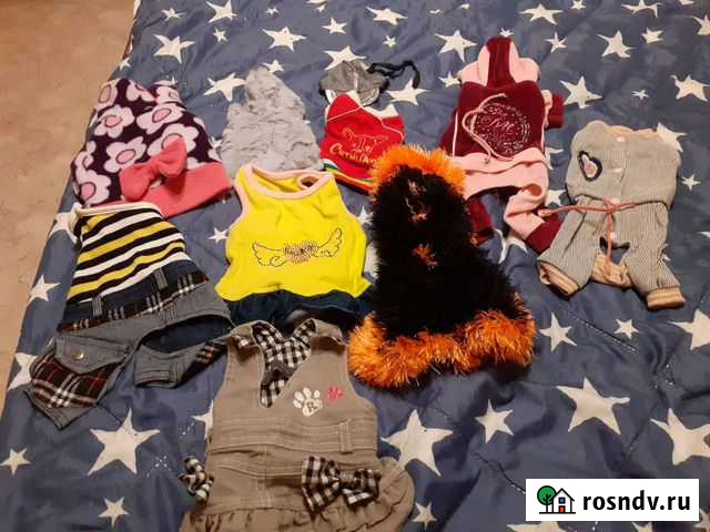 Желетка на чихуа и тоя Электросталь - изображение 1