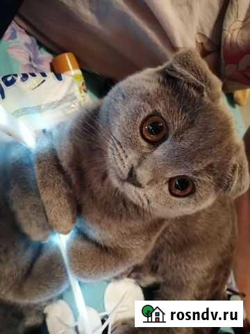 Квартирная передержка животрых Бугульма - изображение 1