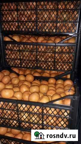 Мандарины из Грузии Тихорецк - изображение 1