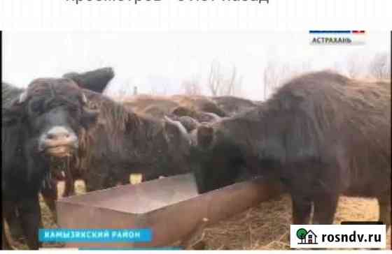 Корыто для кормления крс Астрахань