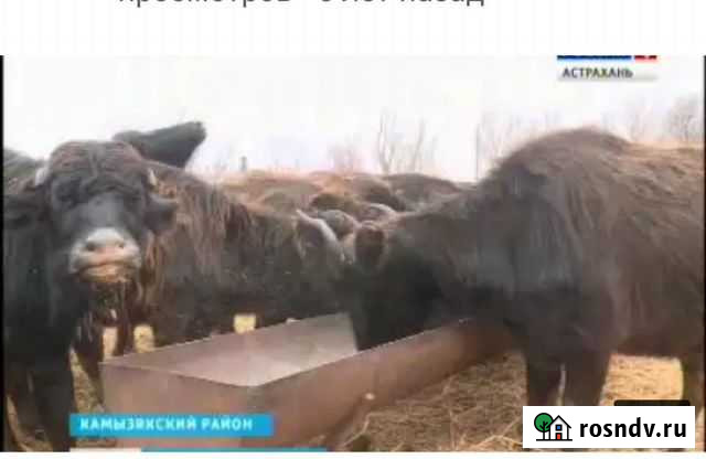 Корыто для кормления крс Астрахань - изображение 1