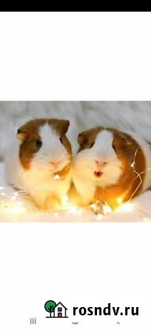 Морские свинки и клетка Ачинск - изображение 1