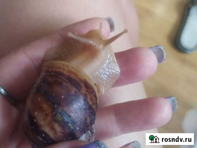 Улитки ахатины ретикулята Тихорецк - изображение 1