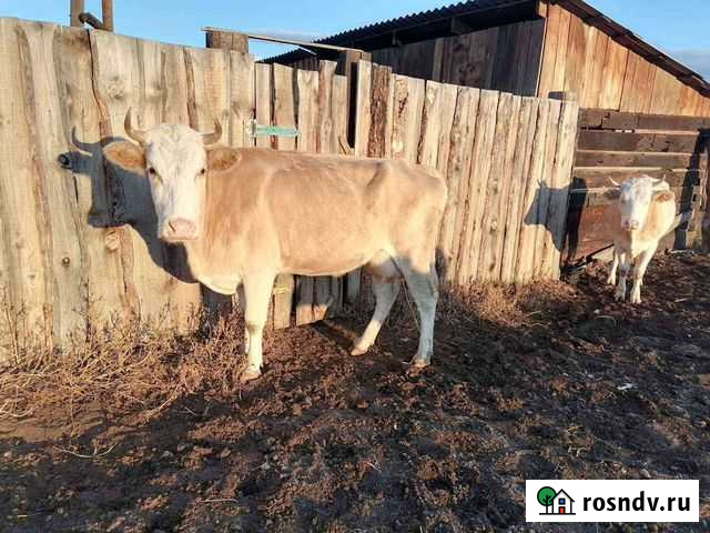 Корова стельная, дойная Иволгинск - изображение 1