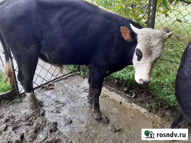 Бычки Кенже - изображение 1