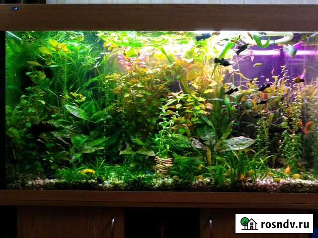 Криптокорина, Эхинодорус, Бокопа, Ротала, Эладея Россошь - изображение 1