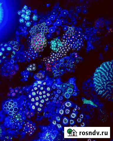 Живые кораллы для морского аквариума Тюмень - изображение 1