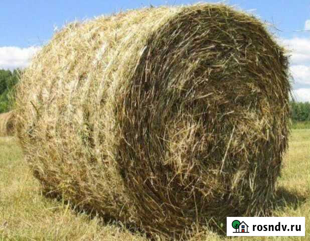 Сено оптом Черемхово - изображение 1