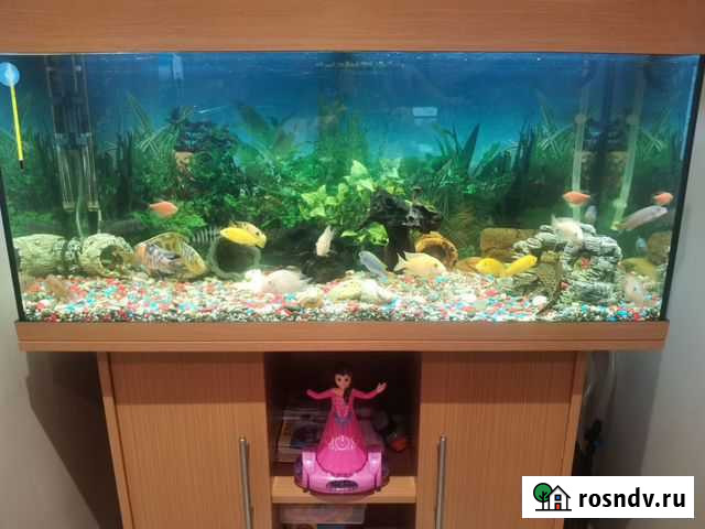 Аквариум juwel 150 литров Мытищи - изображение 1