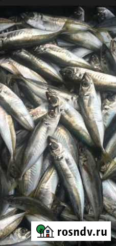 Свежая рыба ставрида Евпатория - изображение 1