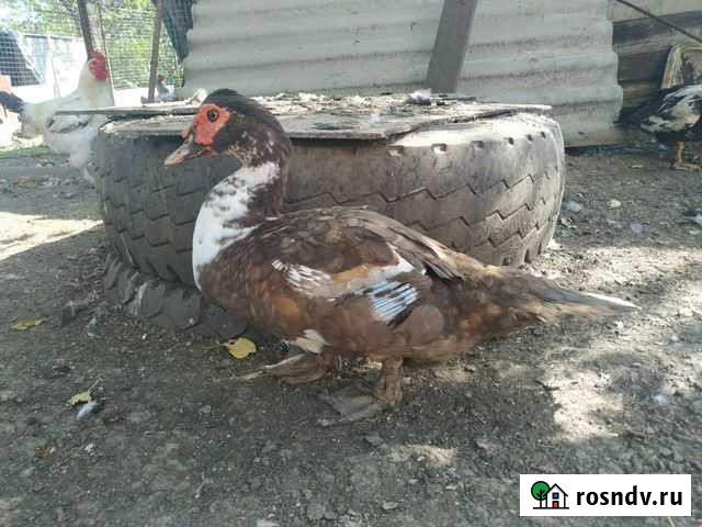 Утки Россошь - изображение 1