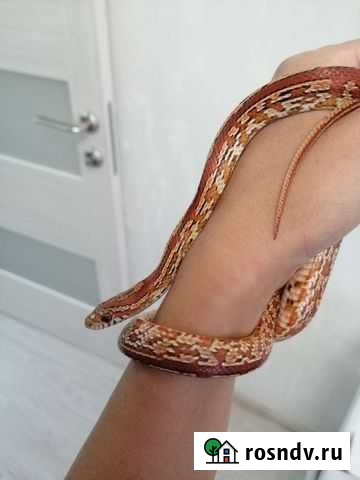 Маисовый полоз Ватутинки - изображение 1