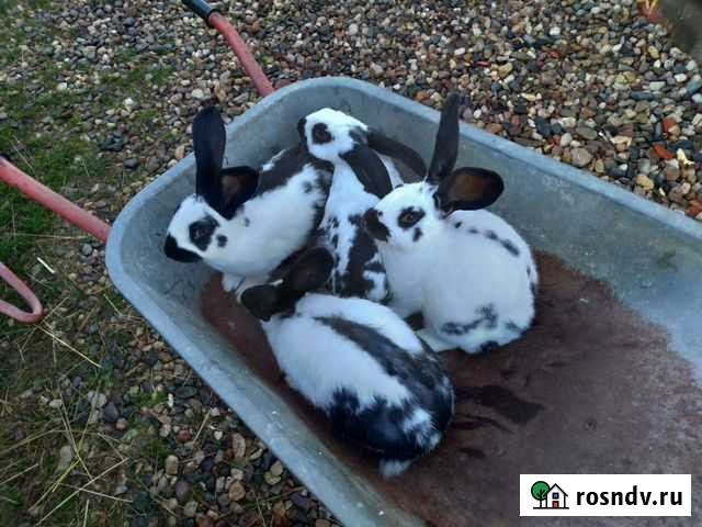 Кролики Сергиев Посад - изображение 1