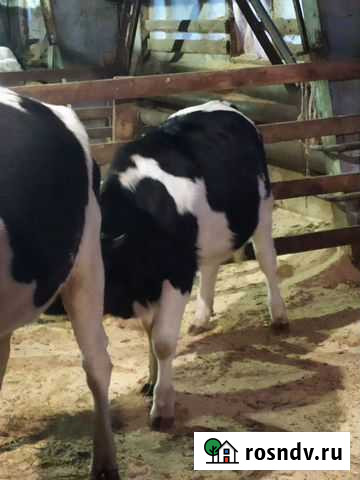 Быки-на мясо. Терять -на доращивание Братск - изображение 1