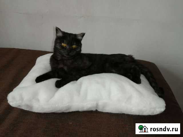 Подушка для кошки Улан-Удэ - изображение 1