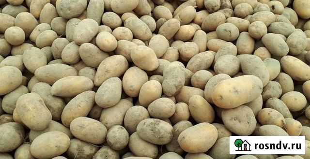 Картофель свежий Урожай 2021 Белые Берега - изображение 1