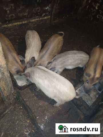 Поросята мангалицы Барабинск - изображение 1
