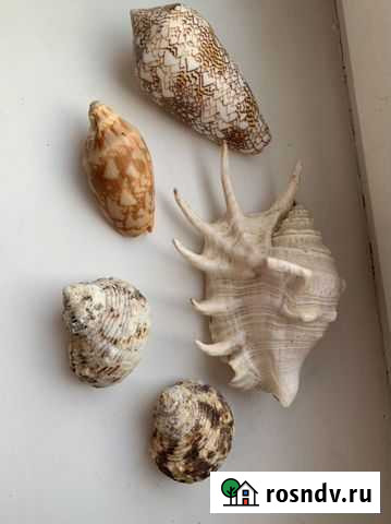 Ракушка Саяногорск - изображение 1