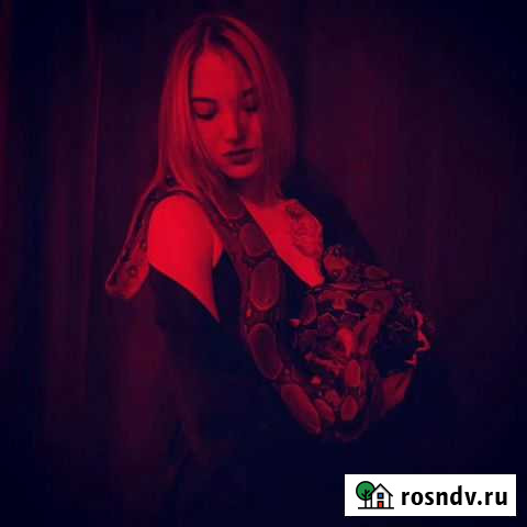 Аренда животных на фотосессию Биробиджан - изображение 1