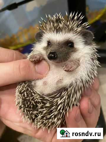Африканский ежонок Череповец - изображение 1
