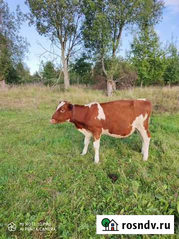 Телочка айширская Лодейное Поле - изображение 1