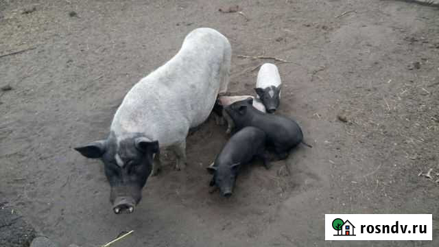 Поросята вьетнам Саратов - изображение 1