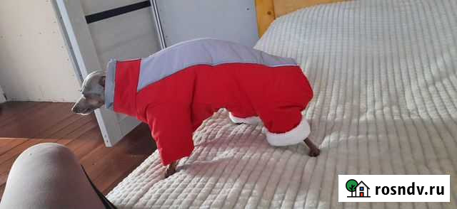 Одежда для собак Целина - изображение 1