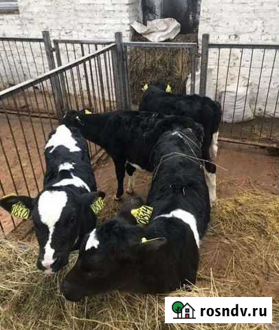 Бычки от 1 месяца Романовская - изображение 1