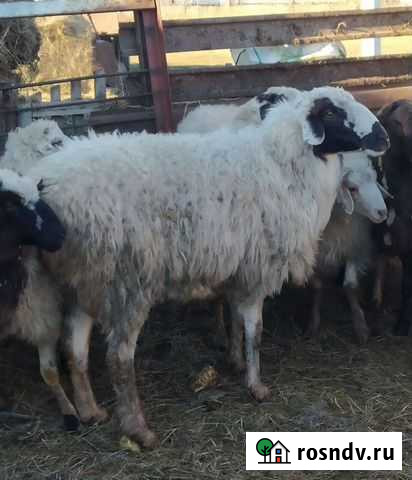 Бараны Карасук - изображение 1