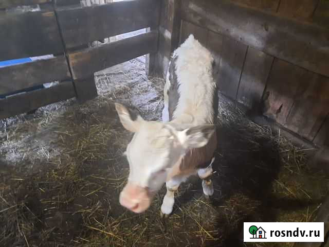 Телята Белогорск - изображение 1