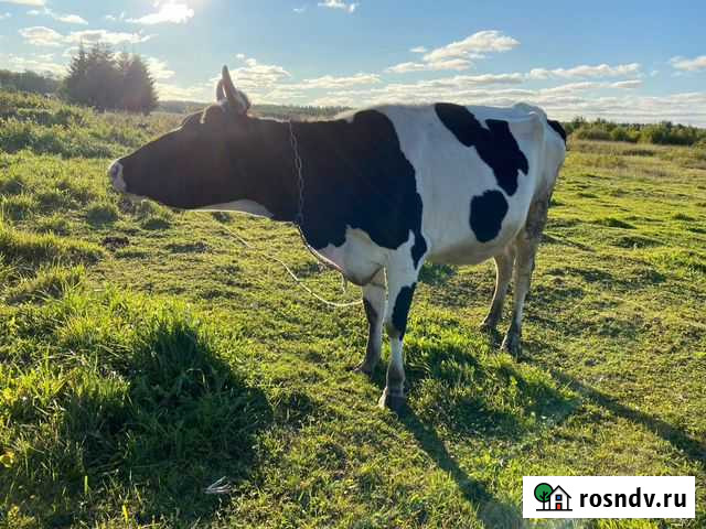Коровы, тёлки,козлик и козочки Санкт-Петербург - изображение 1