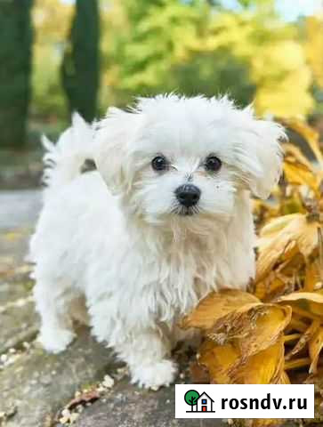 Погулять с собакой Балаково - изображение 1