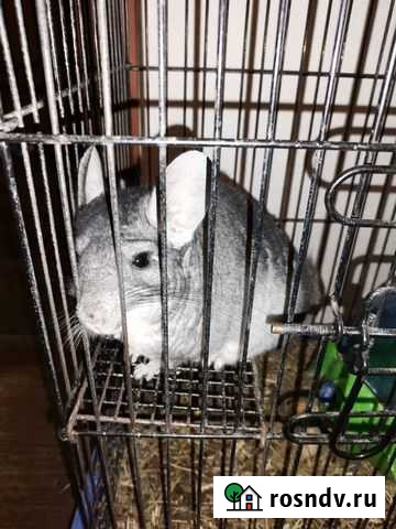 Серебристая шиншилла Ростов-на-Дону - изображение 1