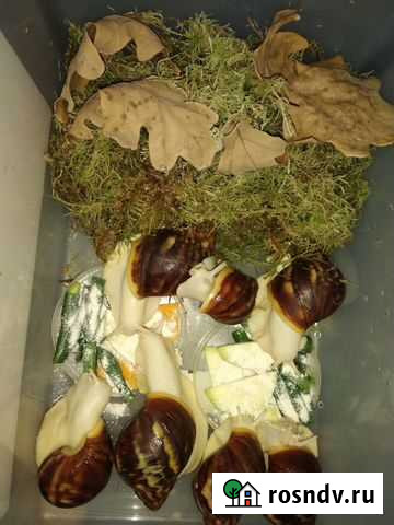 Африканская улитка Петрозаводск - изображение 1