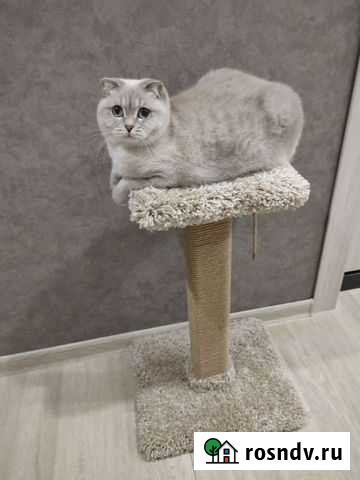 Когтеточка Набережные Челны - изображение 1