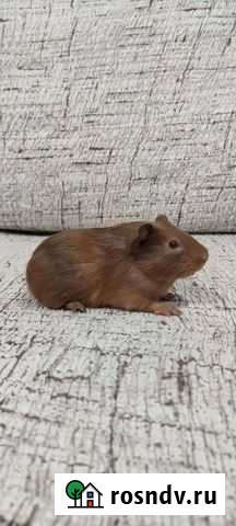 Морская свинка Мирный - изображение 1